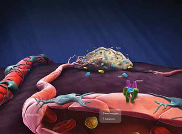 Endocannabinoidi e patologie epatiche