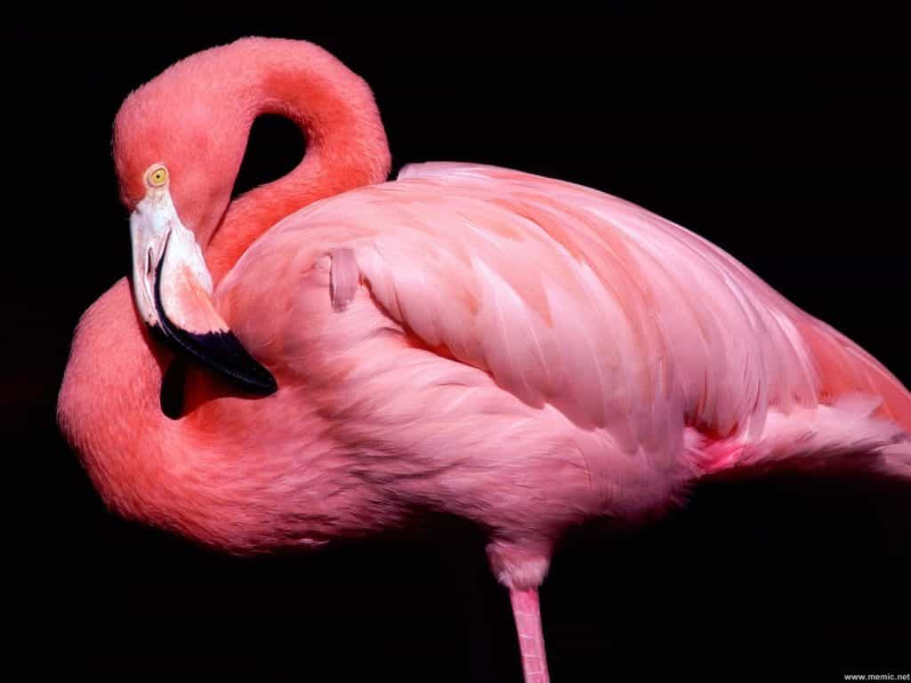 La Vascolarizzazione e l’Innervazione Cefalica  del Fenicottero Rosa