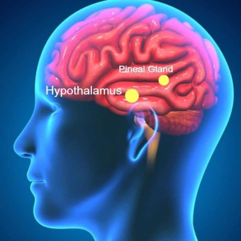 La ghiandola pineale, splendida connessione tra cervello e anima