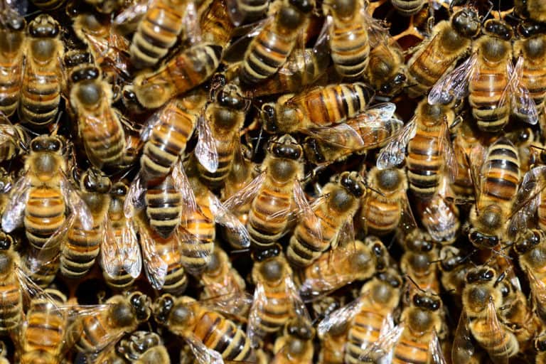 L’Intelligenza delle Api