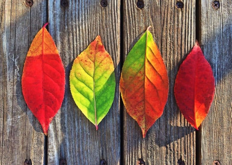 Il Potere dei Colori
