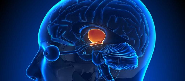 Neurofisiologia del comportamento alimentare