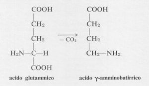 glutammato gaba